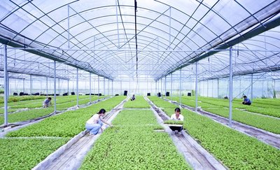 hydroponic trays